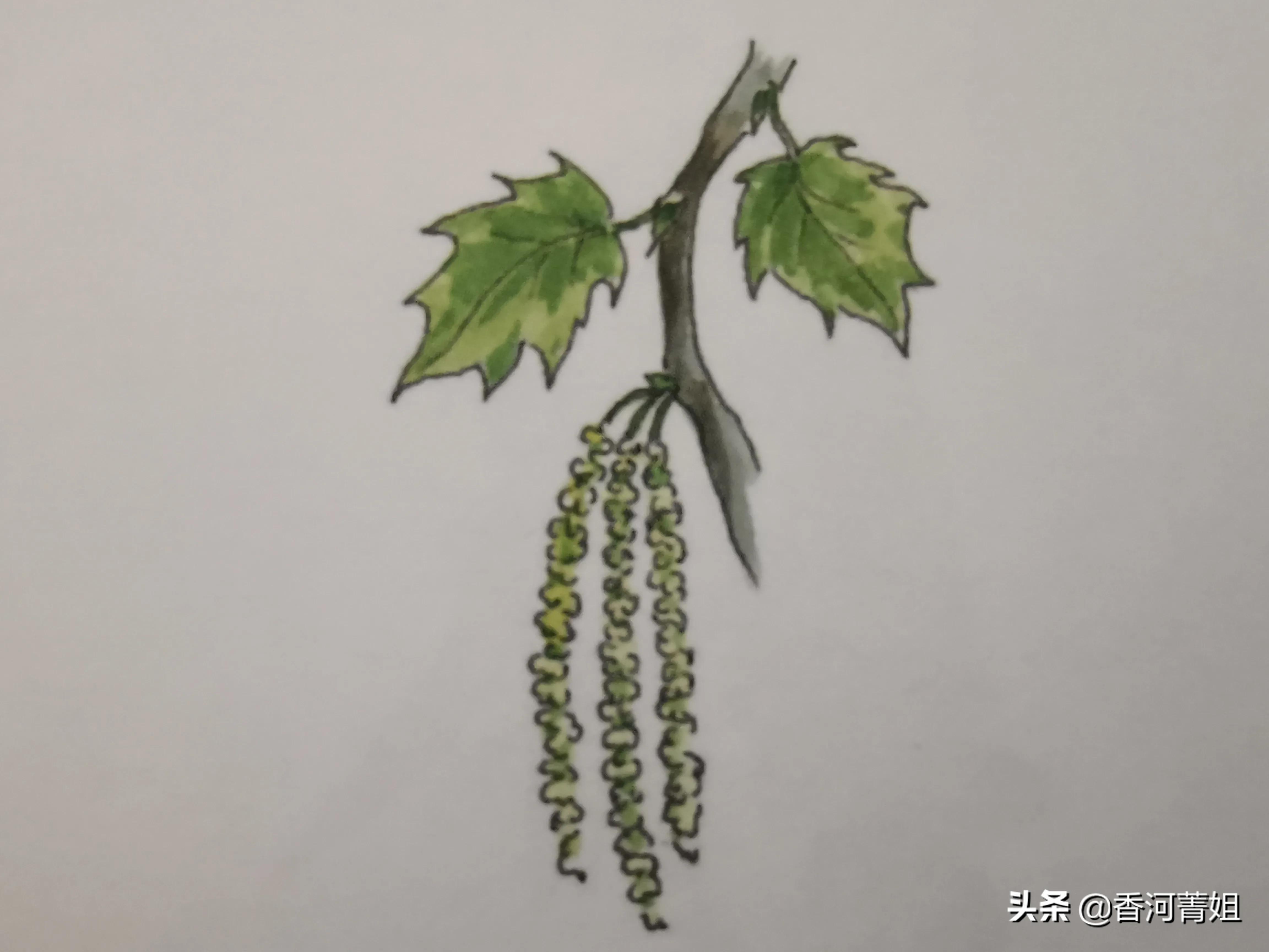 美国红橡的等级,美国红橡木批发