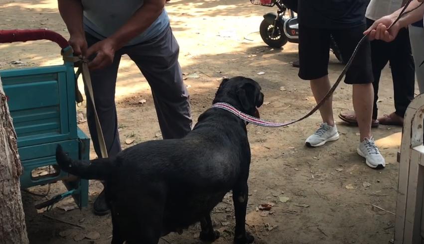 拉布拉多被主人卖给狗贩子,100斤拉布拉多被送到狗市售卖