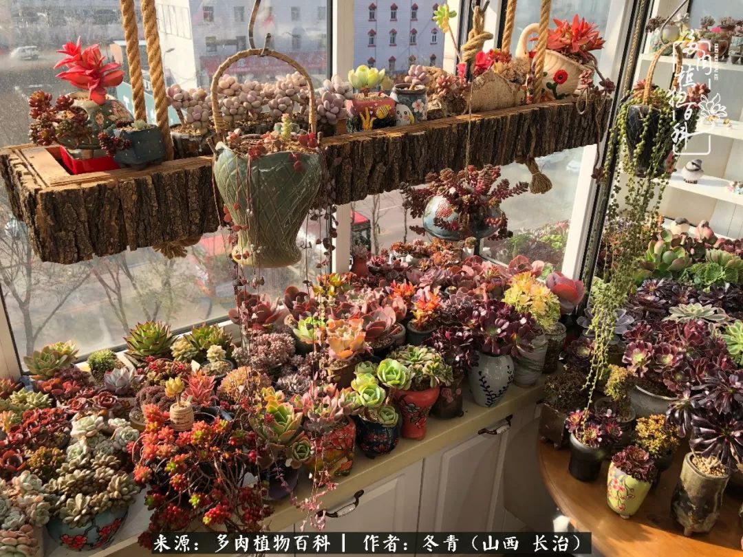 新手养的多肉怎么管理好看,阳台养多肉正确方法