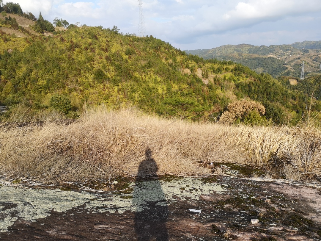 在森林里书籍,在森林中生活