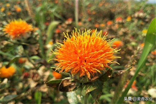 红花种植技术技巧,红花的种植方法和注意事项