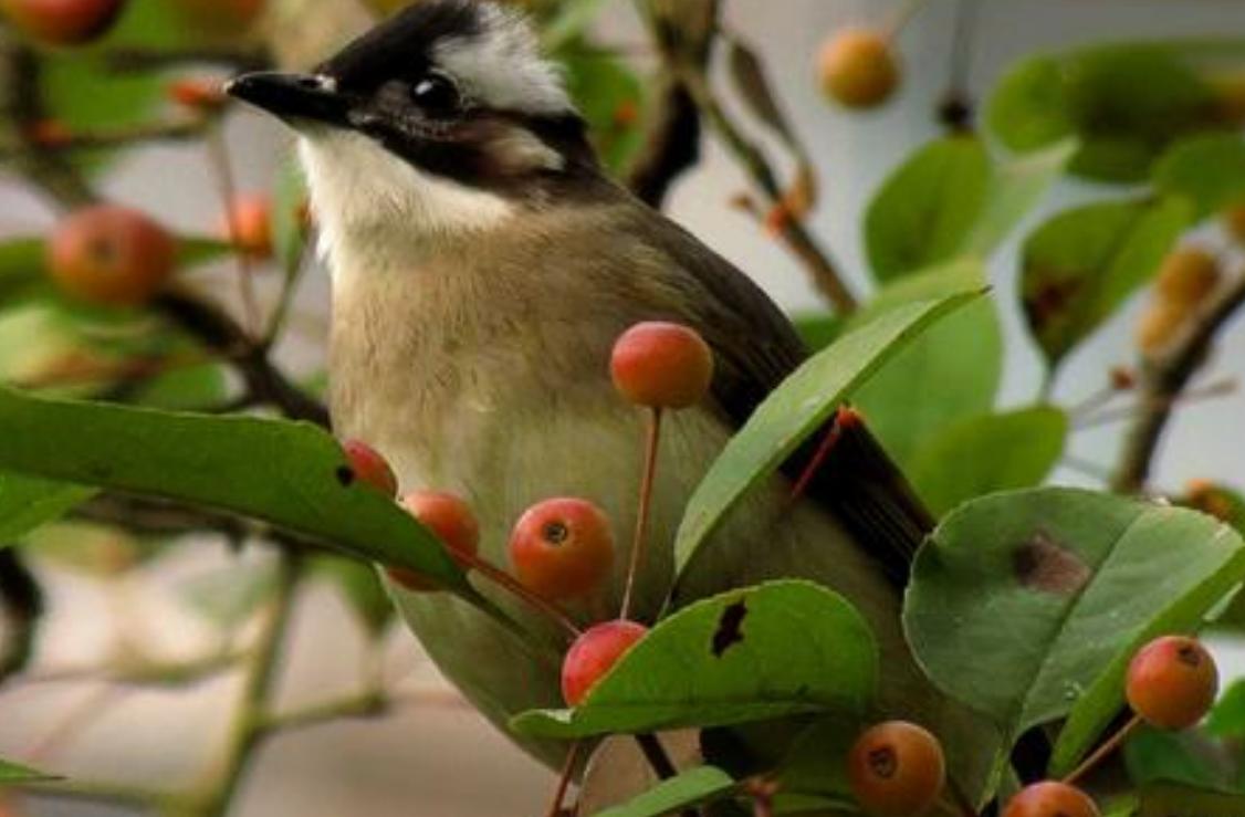 山竹水果什么人适合吃,山竹水果皇后的功效