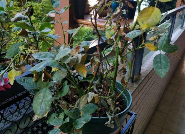 月季花得了黑斑病怎么办,月季花主枝长白粉病如何处理