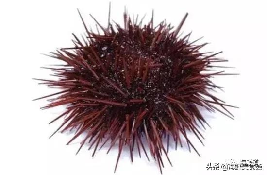 十种最美味海鲜,100种常见海鲜大全图