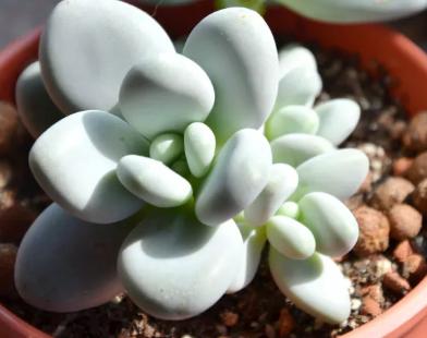 星美人怎么养才爆盆,星美人多肉缀化