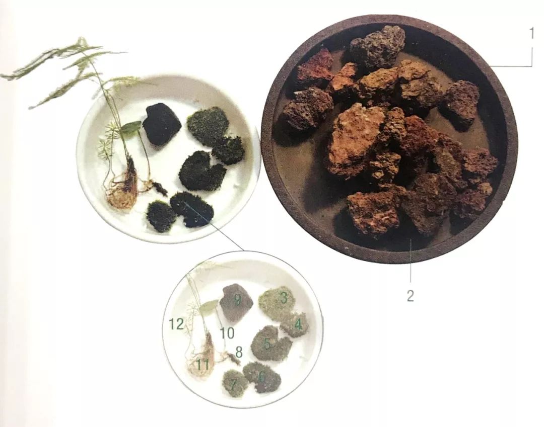 看九张水上的苔藓盆景制作过程图,叹一声“苔藓伊人,在水一方”