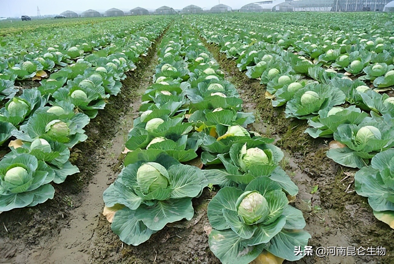 甘蓝烂心腐烂是什么病,甘蓝枯萎病最佳治疗方法