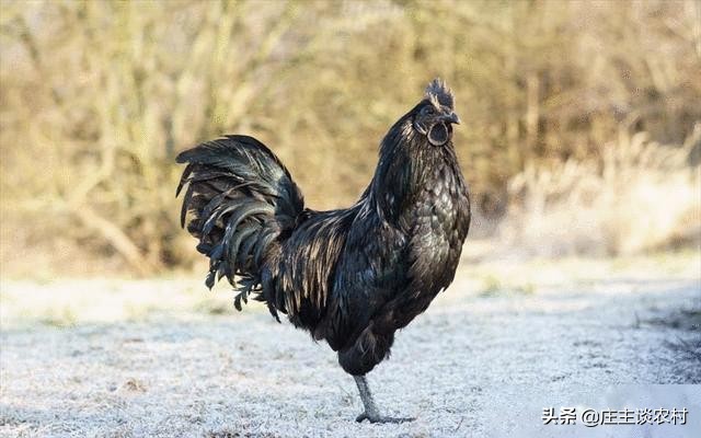 十大顶级土豪食材,世界最昂贵的十大食材排行榜