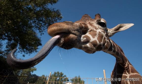 长颈鹿动物冷知识,长颈鹿有趣冷知识