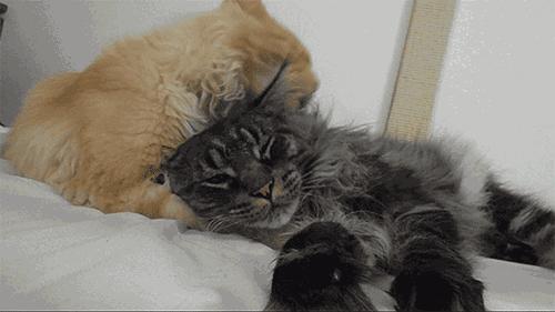 猫咪一直伸舌头舔是什么意思,猫咪舔手并咬是什么意思