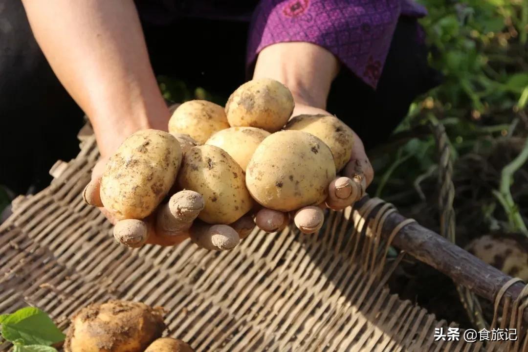 正宗恩施炕土豆摆摊,恩施炕土豆哪里卖的好吃