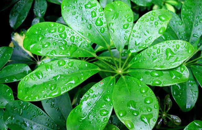 鹅掌柴适合什么时候修剪,鹅掌柴枯枝怎么办