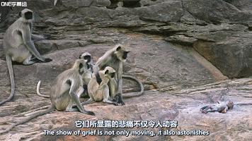 豆瓣9.8分悬疑大片,窥探电视剧豆瓣评分