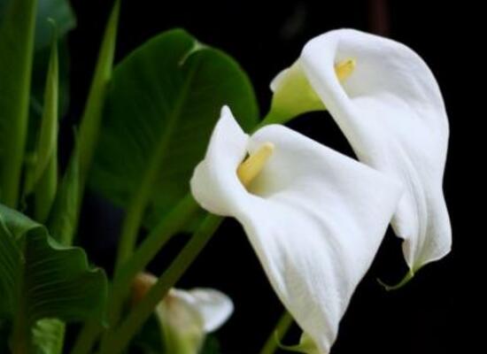 马蹄莲的养殖方法和注意事项,马蹄莲养殖技术方法和注意事项