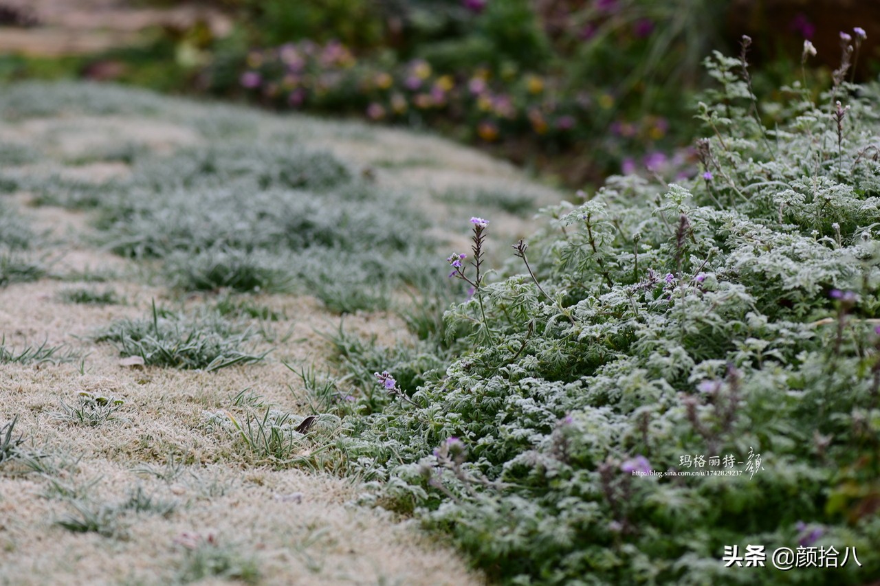 零下9度来袭，花园里的绿色是那么动人|园丁