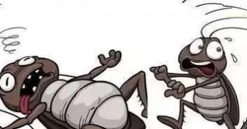 在家里有蟑螂怎样消除蟑螂,家里有蟑螂用什么方法不伤害蟑螂