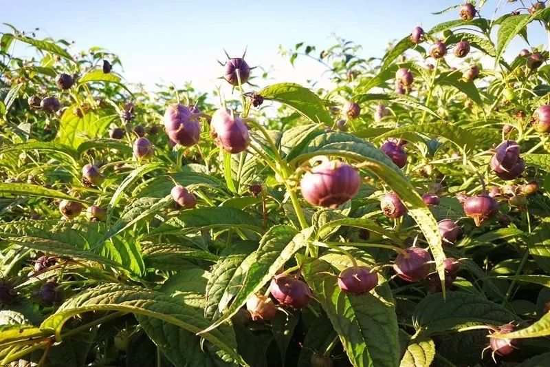 大理特色农业小镇,大理乡村发展现状和发展趋势