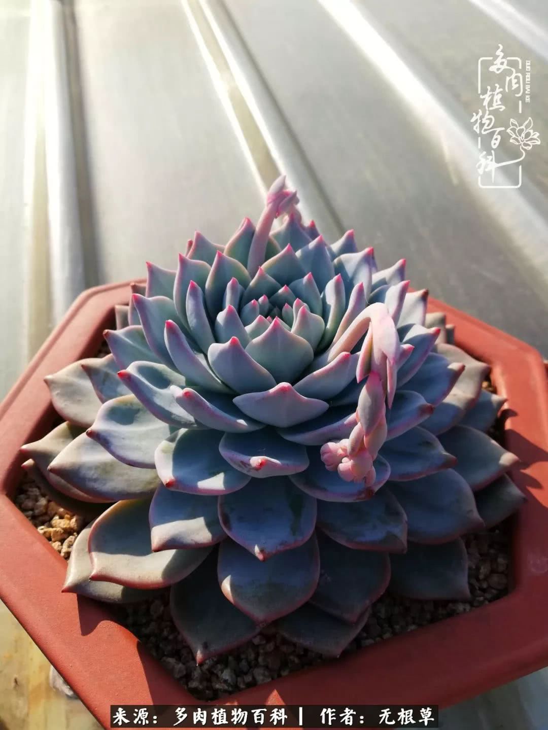 多肉寒冬中茁壮成长,多肉岁月的沉淀