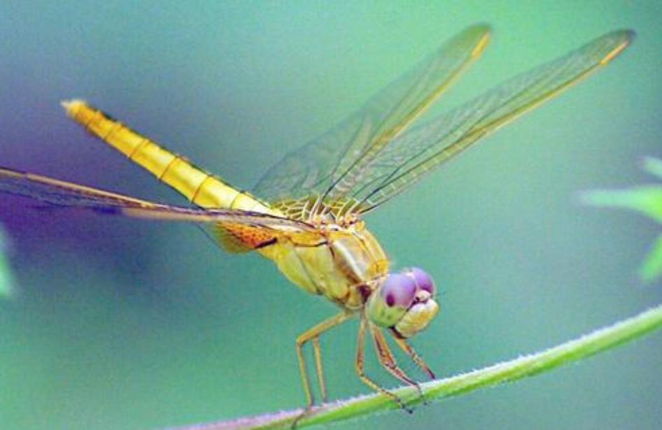 苍蝇为什么要停下一直搓手视频,为什么苍蝇一停下就搓手