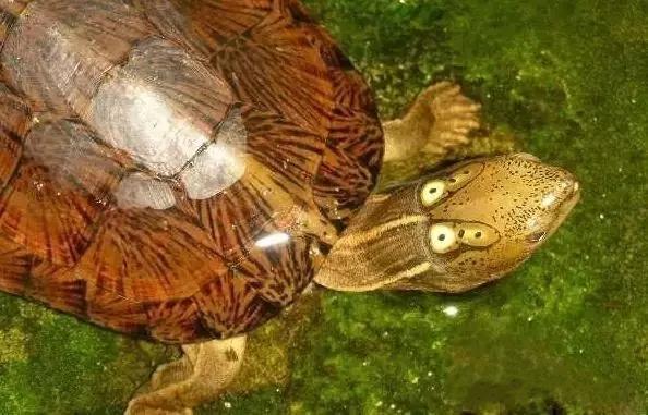 你知道乌龟能活多少岁吗,巴西涂了漆的龟能活多久