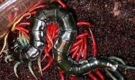 世界上毒性最强的五条蜈蚣,最常见的蜈蚣有几种