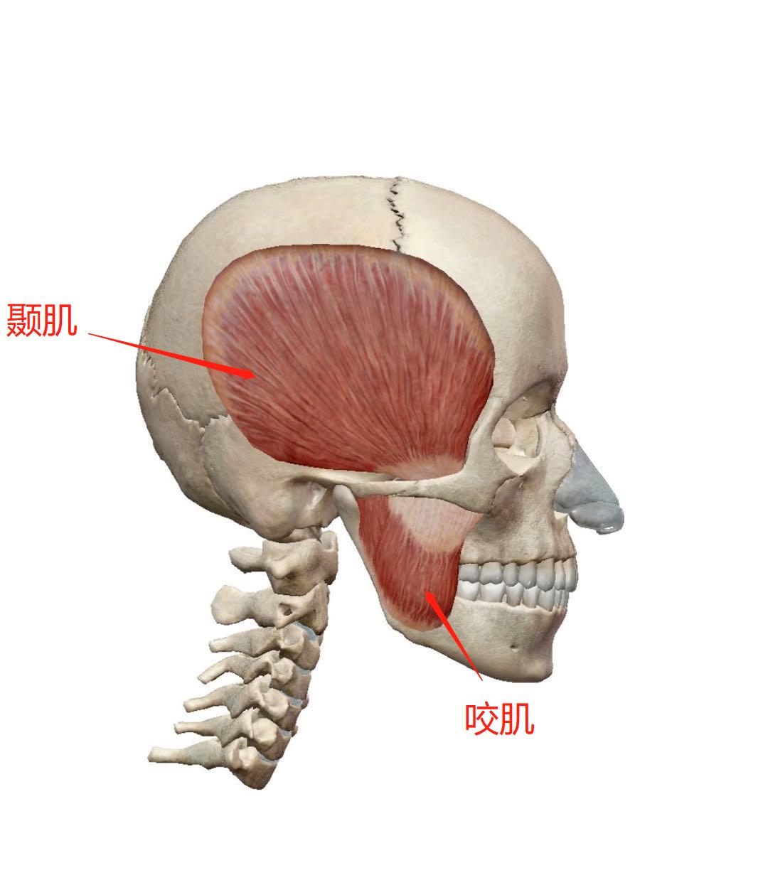 如何改善下颌大小脸,有效纠正脸歪的方法
