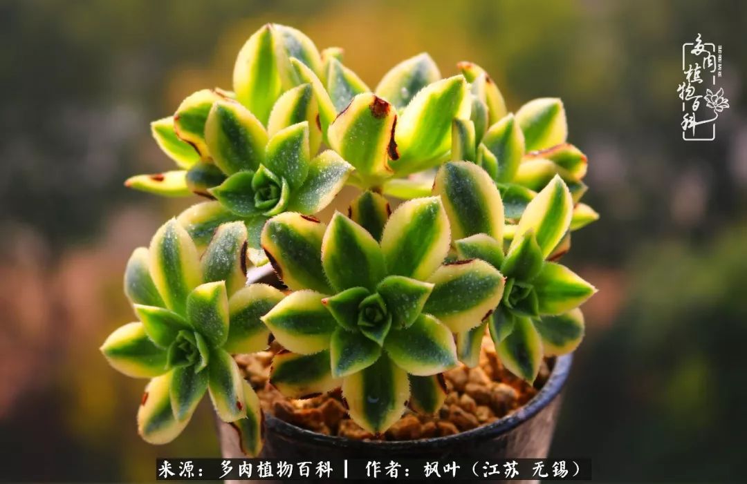 多肉与生命感悟,多肉时光