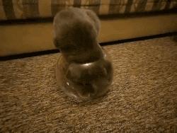 为什么说养猫的都是大户人家,养猫会暴露你的经济实力