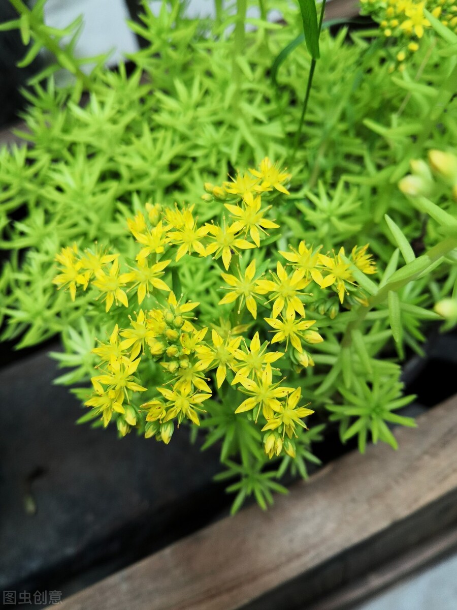 什么花适合送生日花,你的生日代表的花朵及寓意图片