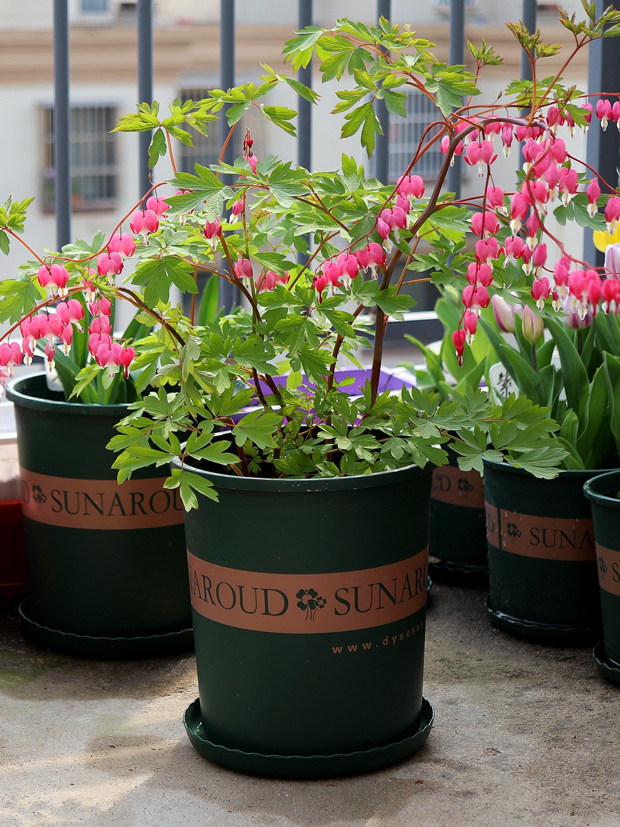 人养花一时养人一生,人养花同时花也养人