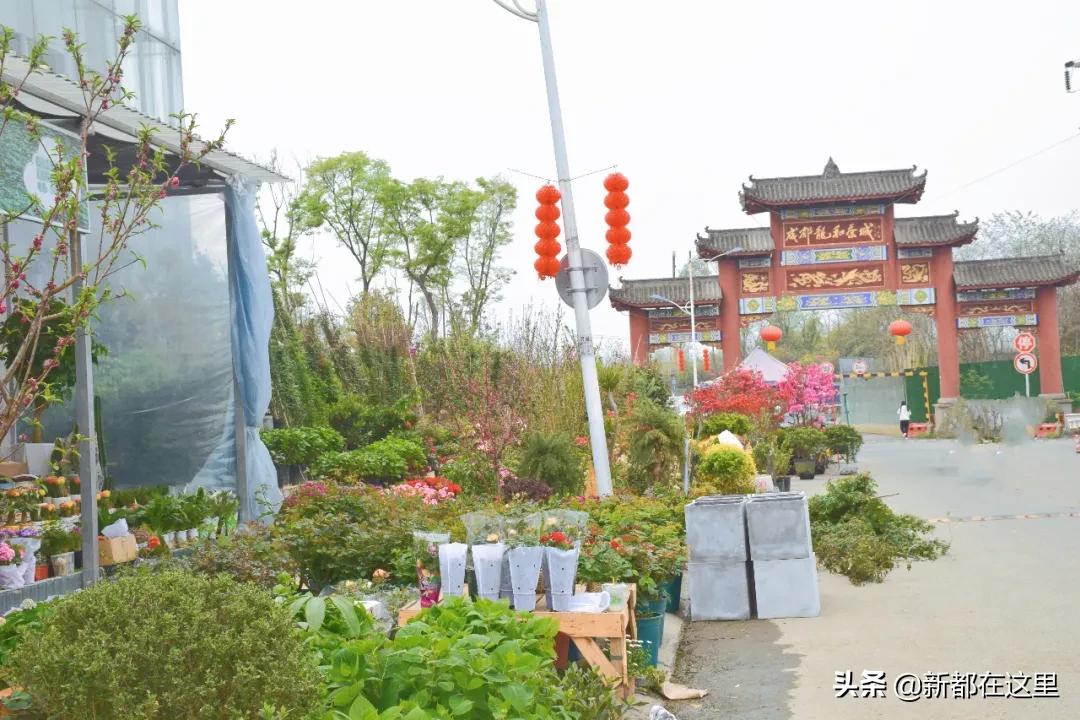 三圣花卉市场正规吗,三圣乡花卉市场今日现状