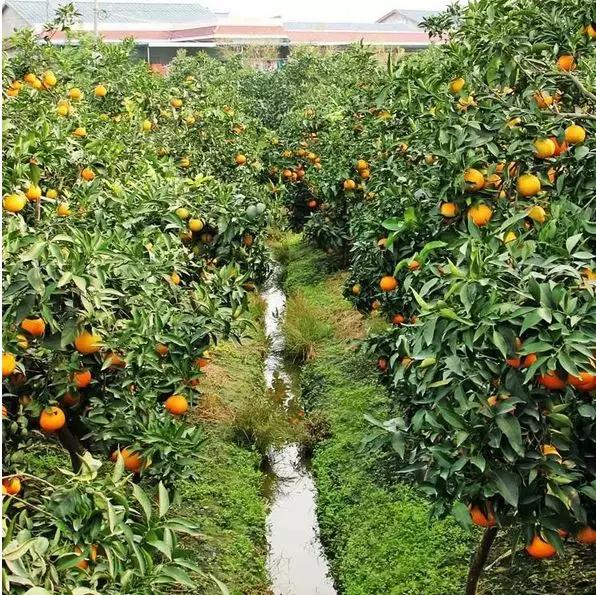 蒲江春见耙耙柑不知火丑柑,春见耙耙柑和耙耙柑有什么区别