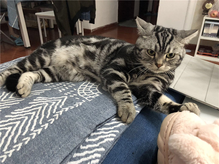 猫咪绝育辟谣,猫咪绝育肺水肿