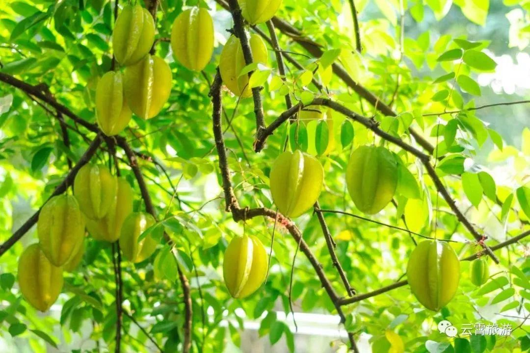 云霄两日一夜游攻略,双节自驾游免费景点