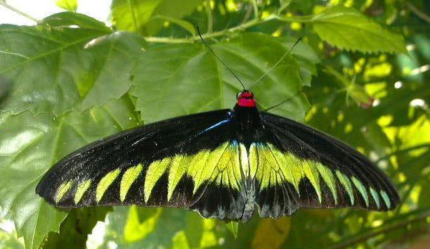 新几内亚岛世界地图,新几内亚在地球的哪里
