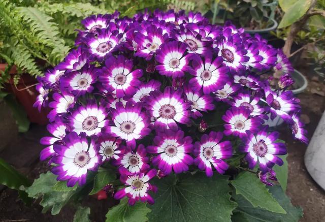 家庭养花技巧大全及养护方法,家里养花怎么养不活是家运不好吗