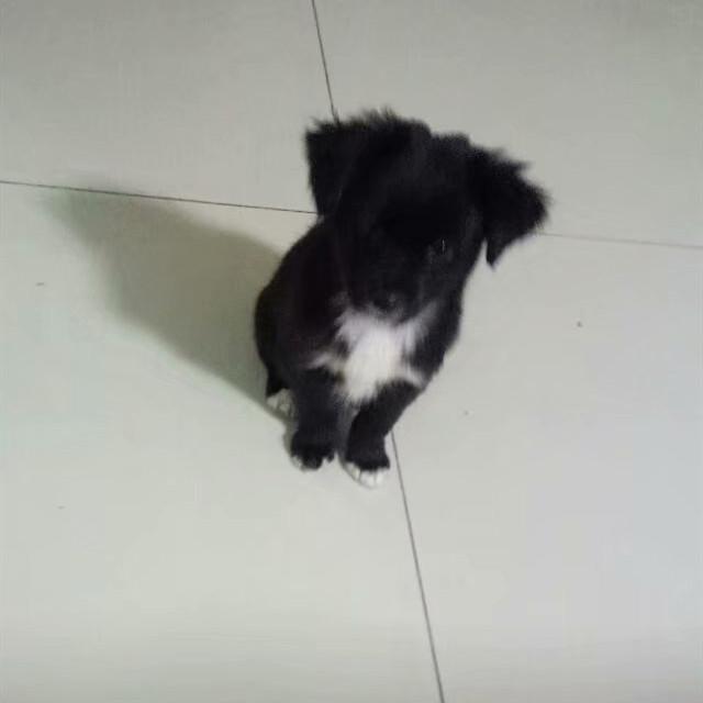 犬瘟狗狗自己治好的经历,犬瘟狗狗治愈全过程