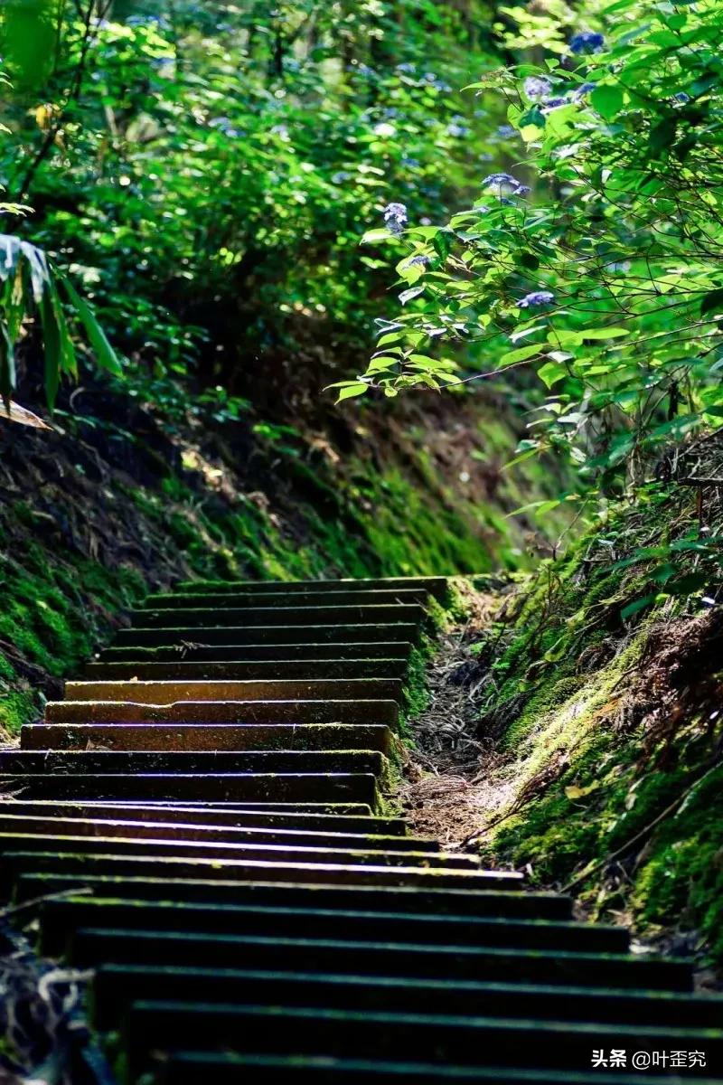 山前青青野艾草,你家门前插几枝?