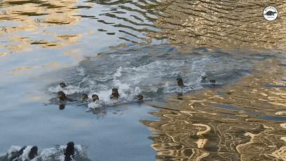 两水獭家族打群架,两个水獭家族之间的战争完整版