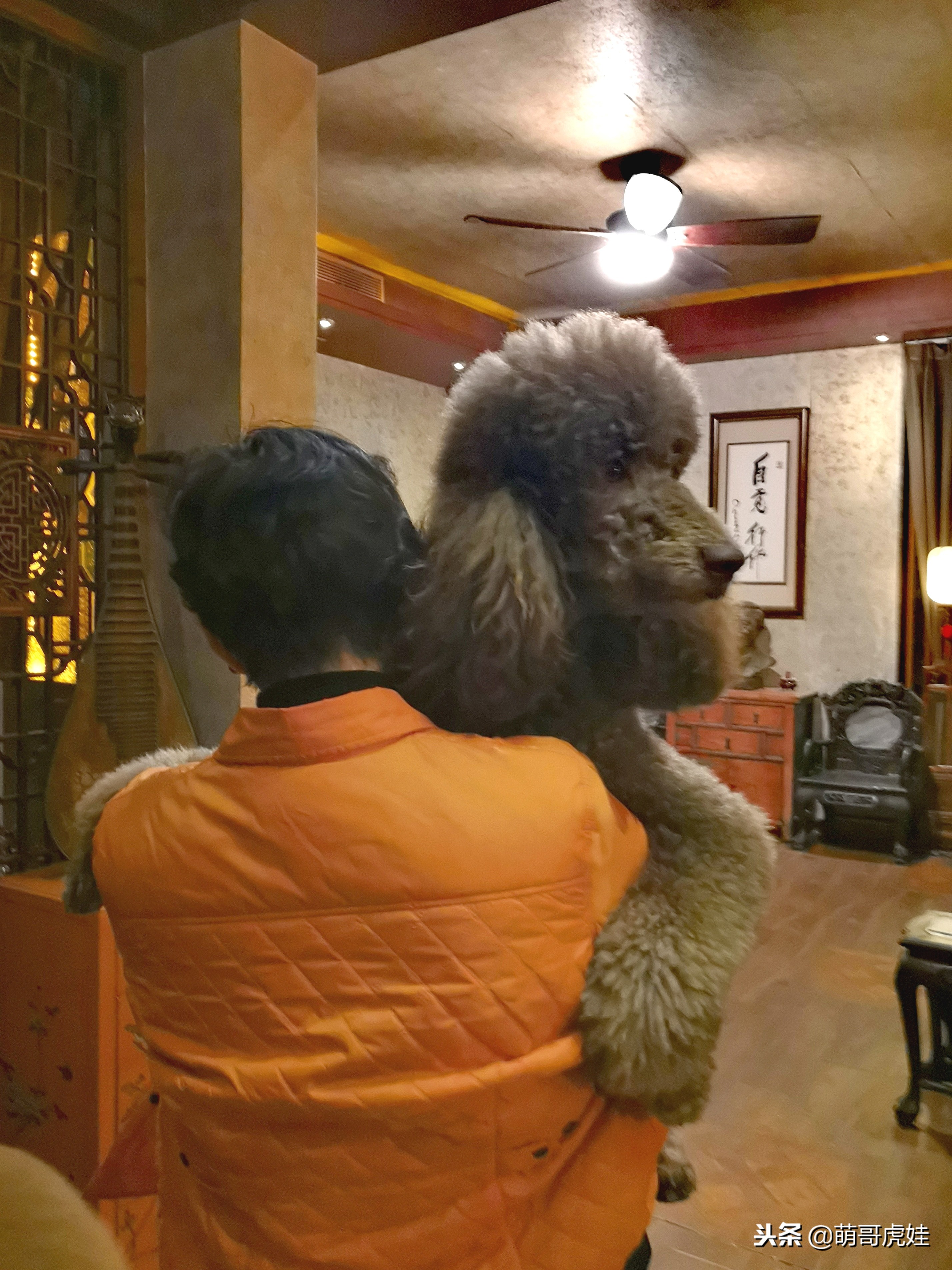 巨型狗狗超级可爱贵宾犬,超级怂的巨型贵宾犬要主人抱抱