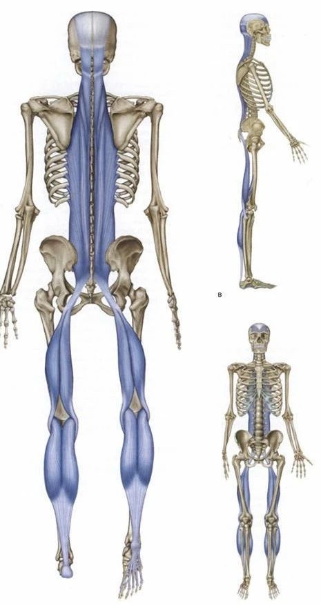脸胖下巴尖是怎么回事,脸圆不一定是胖怎么办