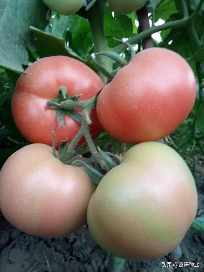 番茄蔫了快速解决办法,番茄萎蔫