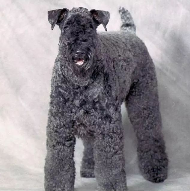 45种名犬大全,72种名犬图片附介绍