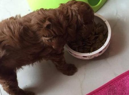 怎么训练泰迪犬才听从命令,如何训练泰迪犬的最好方法