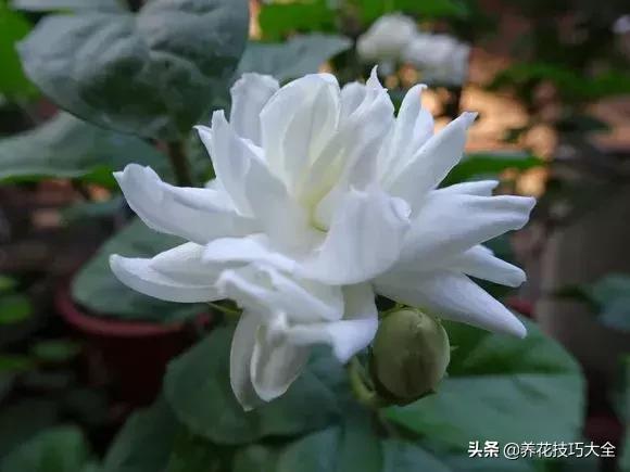 花土是碱性用什么肥,怎么知道花土是酸性还是碱性