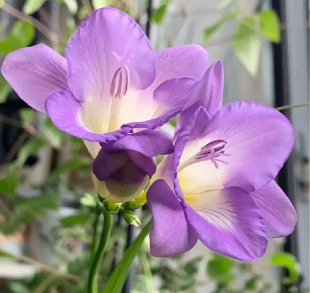 耐寒又好养的香水花,家里可以养法国香水花