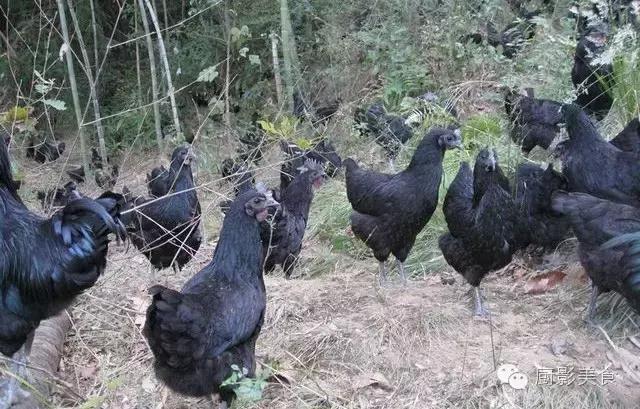 全世界的鸡都在这了，有你认识的吗？