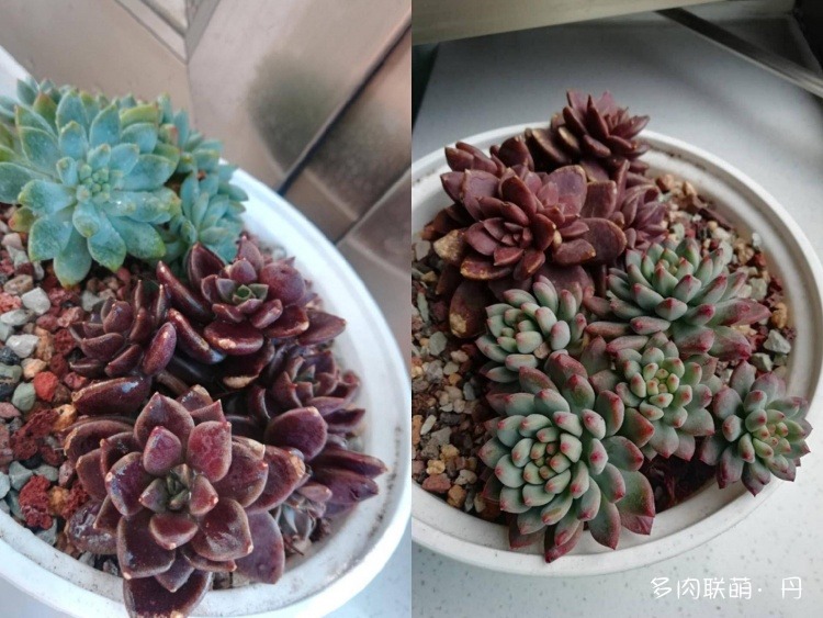 多肉长大了越来越好看,服盆期多肉变小