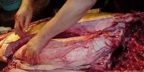 鱼胶知识大全视频,最全常识看完涨知识