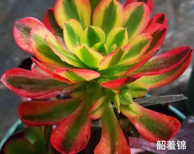 多肉法师韶羞现在能摘心吗,韶羞法师和荷兰玫瑰法师的区别